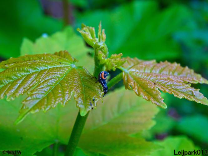 Leijpark013 23 &amp; 24 &amp; 25 &amp; 26 mei 2022