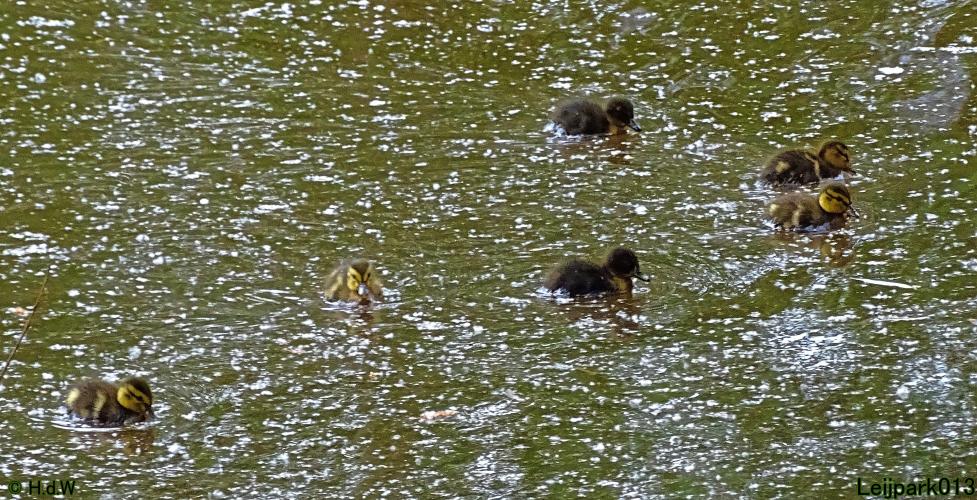 Leijpark013 23 &amp; 24 &amp; 25 &amp; 26 mei 2022