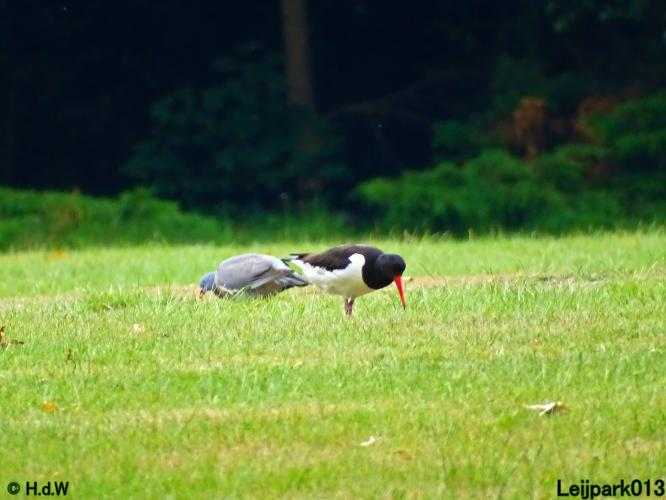 Leijpark013 23 &amp; 24 &amp; 25 &amp; 26 mei 2022