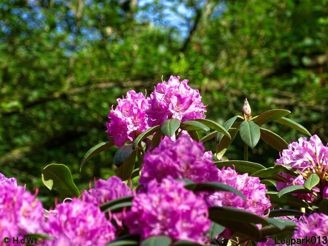 Leijpark013 23 &amp; 24 &amp; 25 &amp; 26 mei 2022