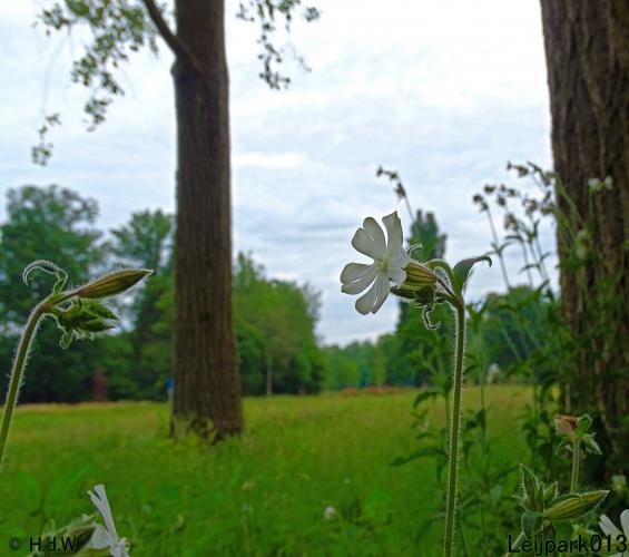 Leijpark013 23 &amp; 24 &amp; 25 &amp; 26 mei 2022