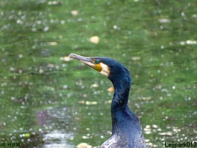 Leijpark013 23 &amp; 24 &amp; 25 &amp; 26 mei 2022