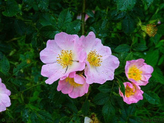 Leijpark013 23 &amp; 24 &amp; 25 &amp; 26 mei 2022