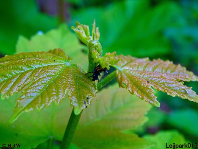 Leijpark013 23 &amp; 24 &amp; 25 &amp; 26 mei 2022