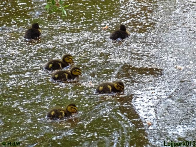 Leijpark013 23 &amp; 24 &amp; 25 &amp; 26 mei 2022