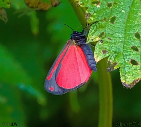 Leijpark013  Sint Jacobsvlinder