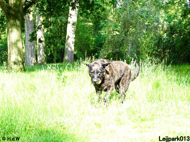 Leijpark013 Beestenboel 15 juni 2022