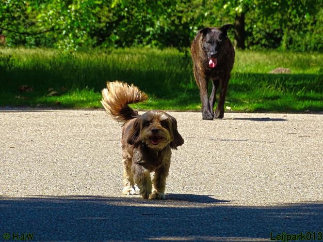 Leijpark013 Beestenboel 15 juni 2022