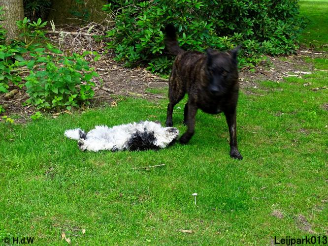 Leijpark013 Beestenboel 15 juni 2022