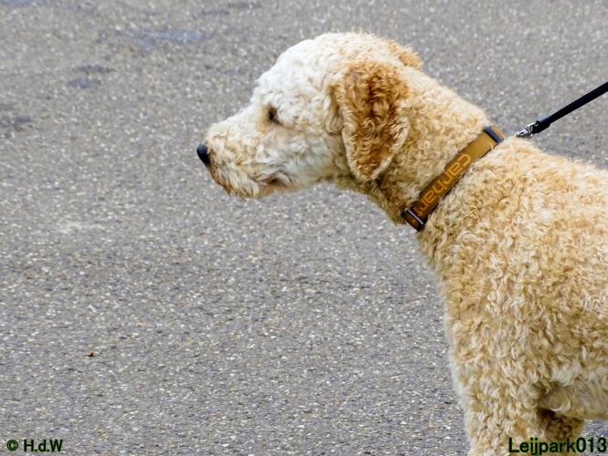 Leijpark013 Beestenboel 15 juni 2022