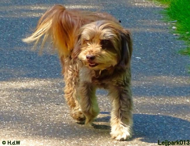 Leijpark013 Beestenboel 15 juni 2022