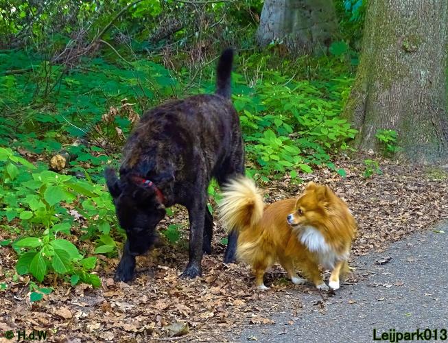 Leijpark013 Beestenboel 15 juni 2022