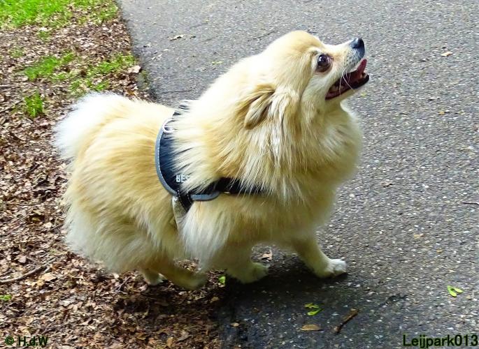 Leijpark013 Beestenboel 15 juni 2022