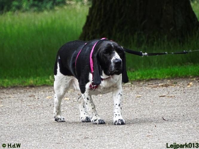 Leijpark013 Beestenboel 15 juni 2022