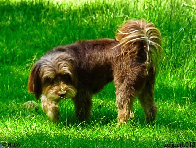 Leijpark013 Beestenboel 15 juni 2022