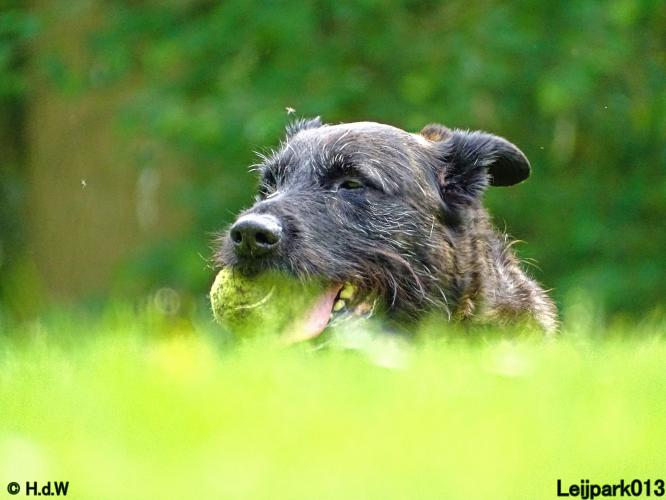 Leijpark013 Beestenboel 15 juni 2022