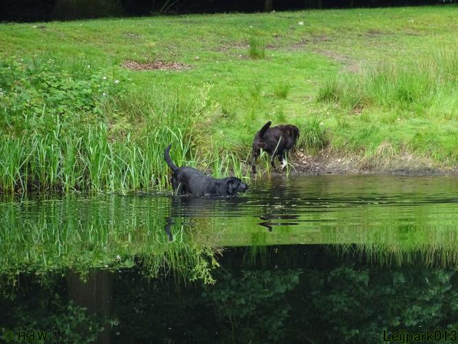 Leijpark013 Beestenboel 15 juni 2022