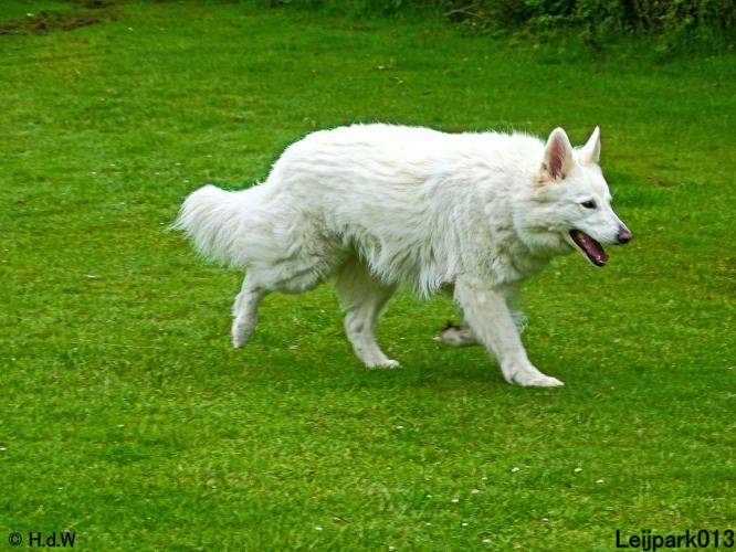 Leijpark013 Beestenboel 15 juni 2022