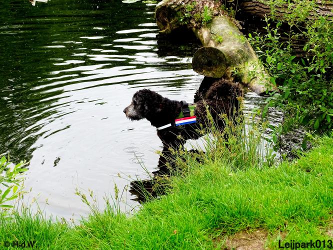 Leijpark013 Beestenboel 15 juni 2022