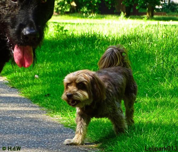 Leijpark013 Beestenboel 15 juni 2022