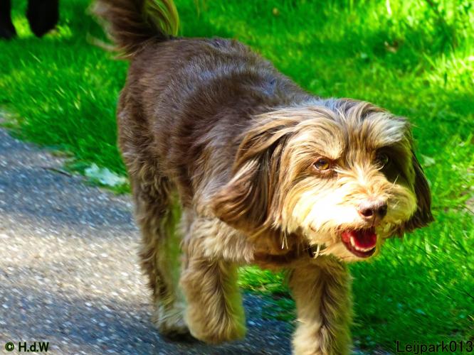 Leijpark013 Beestenboel 15 juni 2022