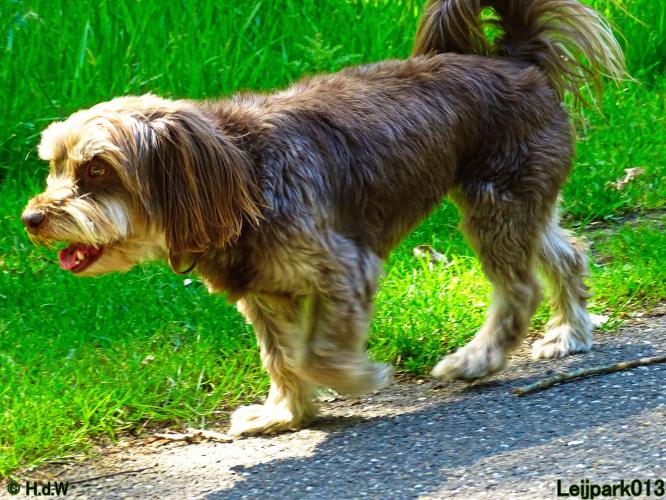 Leijpark013 Beestenboel 15 juni 2022