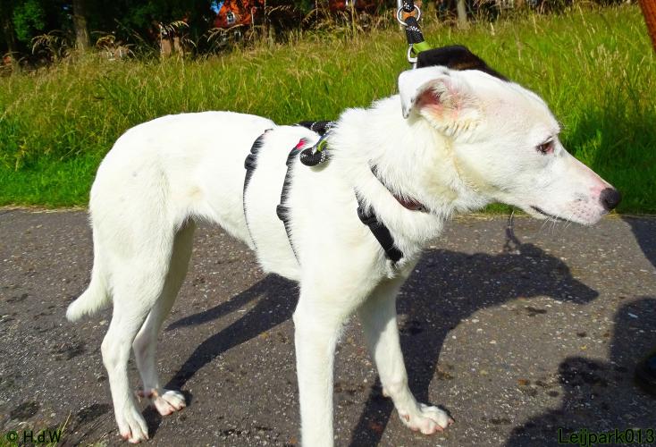 Leijpark013 Beestenboel 15 juni 2022