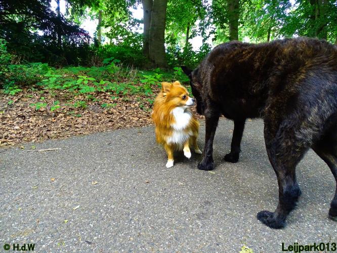 Leijpark013 Beestenboel 15 juni 2022