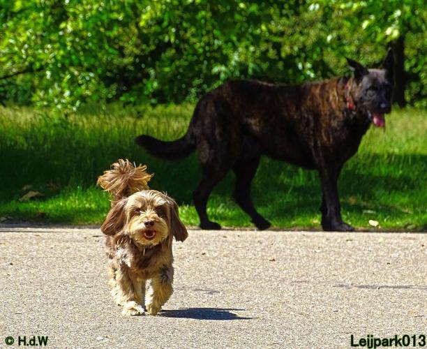 Leijpark013 Beestenboel 15 juni 2022