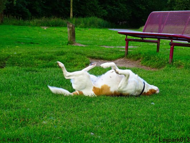 Leijpark013 Beestenboel 15 juni 2022