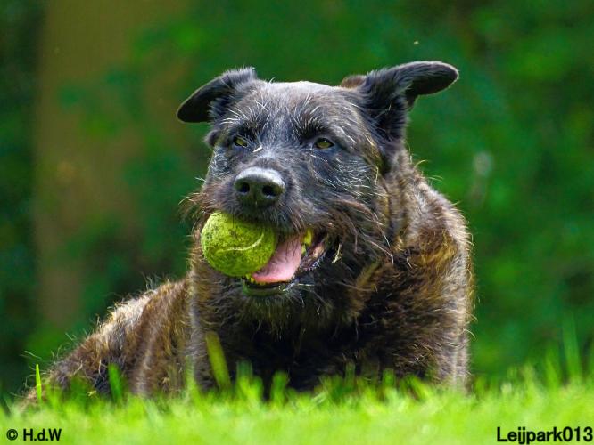 Leijpark013 Beestenboel 15 juni 2022
