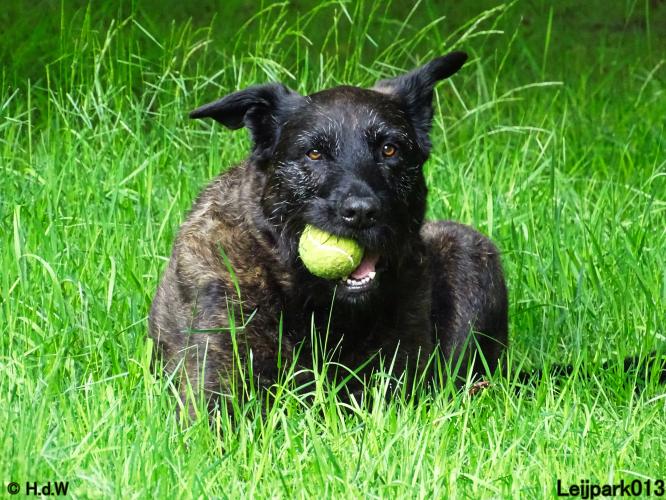 Leijpark013 Beestenboel 15 juni 2022