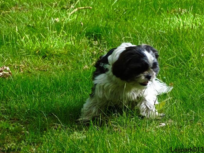 Leijpark013 Beestenboel 15 juni 2022