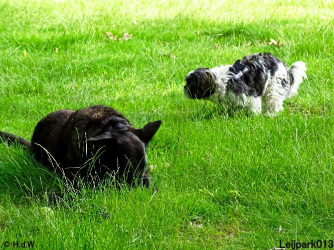 Leijpark013 Beestenboel 15 juni 2022