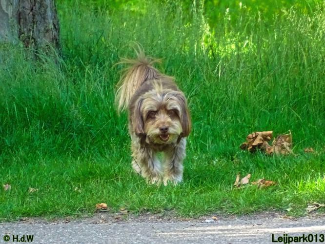 Leijpark013 Beestenboel 15 juni 2022