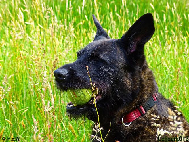 Leijpark013 Beestenboel 15 juni 2022