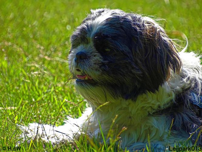 Leijpark013 Beestenboel 15 juni 2022