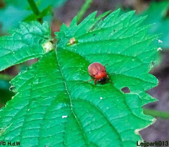 Leijpark013 Roestigbruine Bladsprietkever 