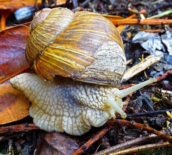 Leijpark013 Wijngaardslak