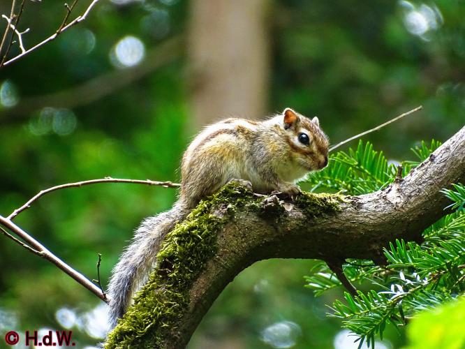 Wandelbos in Tilburg 6-7-2022 Siberische grondeekhoorn