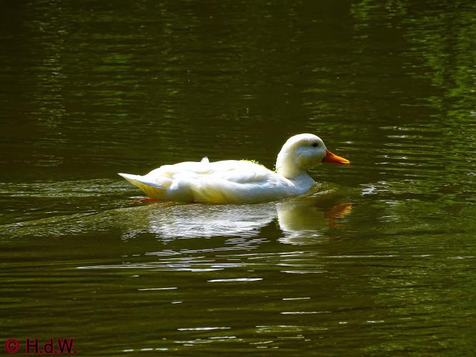 Wandelbos in Tilburg 6-7-2022 Siberische grondeekhoorn