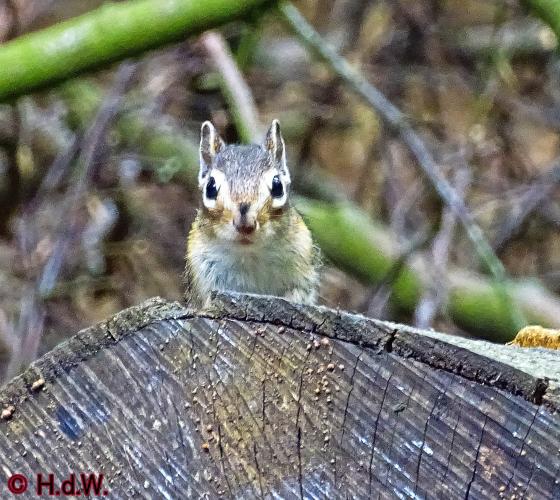 Wandelbos in Tilburg 6-7-2022 Siberische grondeekhoorn