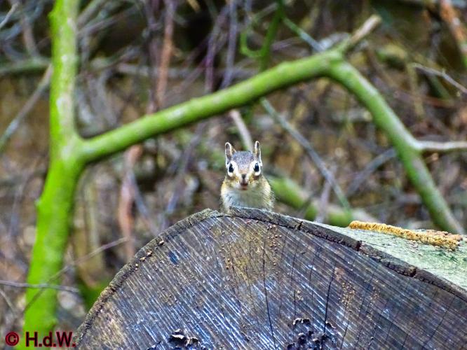 Wandelbos in Tilburg 6-7-2022 Siberische grondeekhoorn