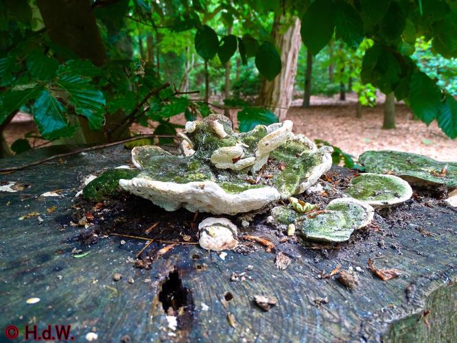 Wandelbos in Tilburg 6-7-2022 Siberische grondeekhoorn