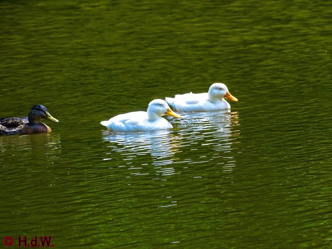 Wandelbos in Tilburg 6-7-2022 Siberische grondeekhoorn
