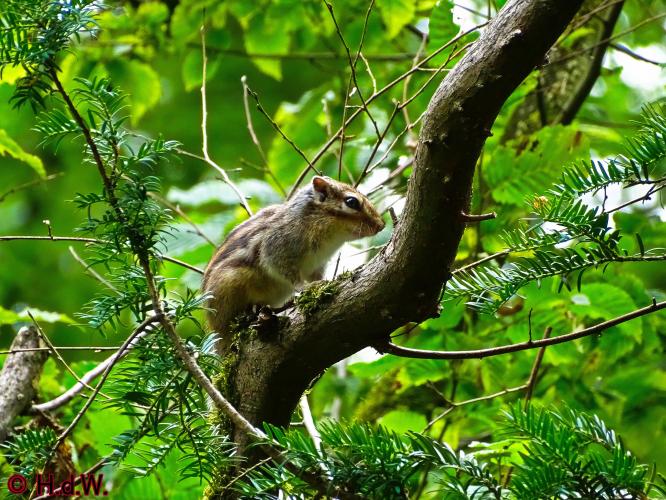 Wandelbos in Tilburg 6-7-2022 Siberische grondeekhoorn