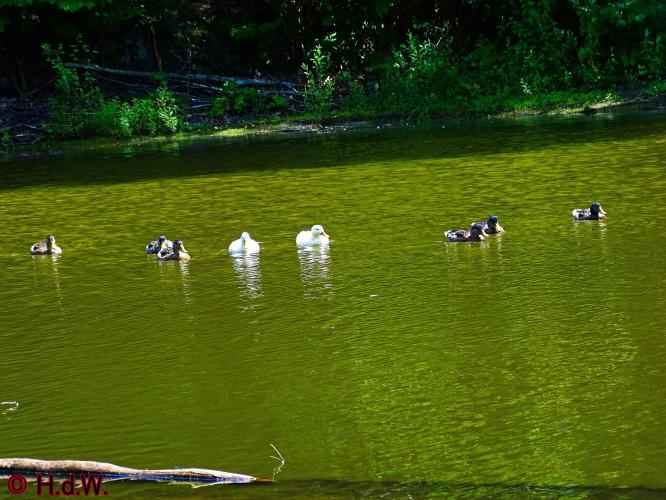 Wandelbos in Tilburg 6-7-2022 Siberische grondeekhoorn