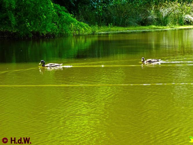 Wandelbos in Tilburg 6-7-2022 Siberische grondeekhoorn