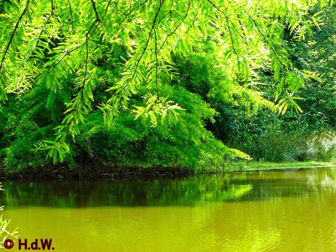 Wandelbos in Tilburg 6-7-2022 Siberische grondeekhoorn