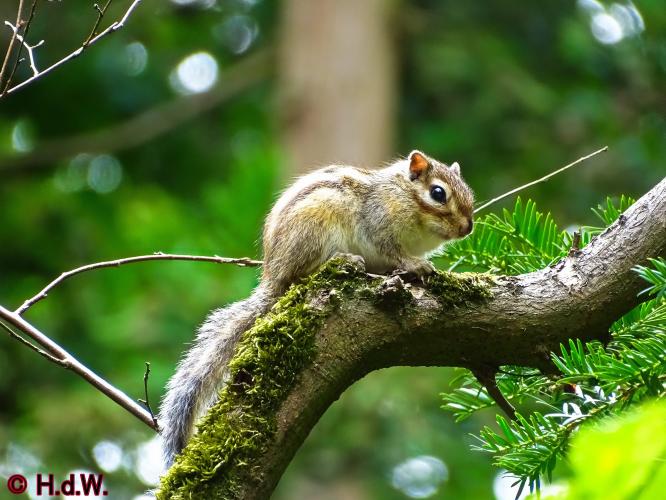 Wandelbos in Tilburg 6-7-2022 Siberische grondeekhoorn